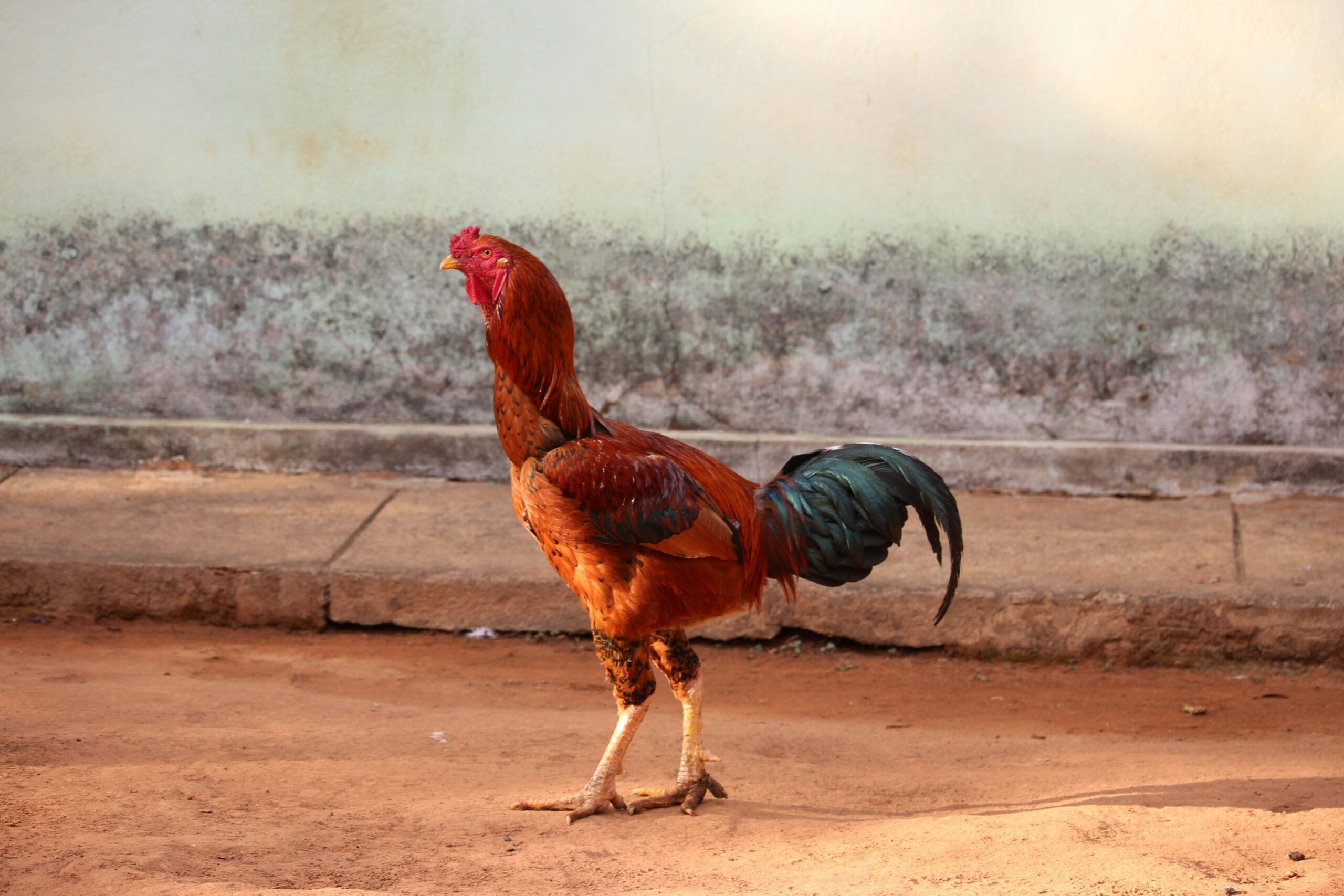 A humorous meme showing the infamous Fortnite chicken dance being hated on