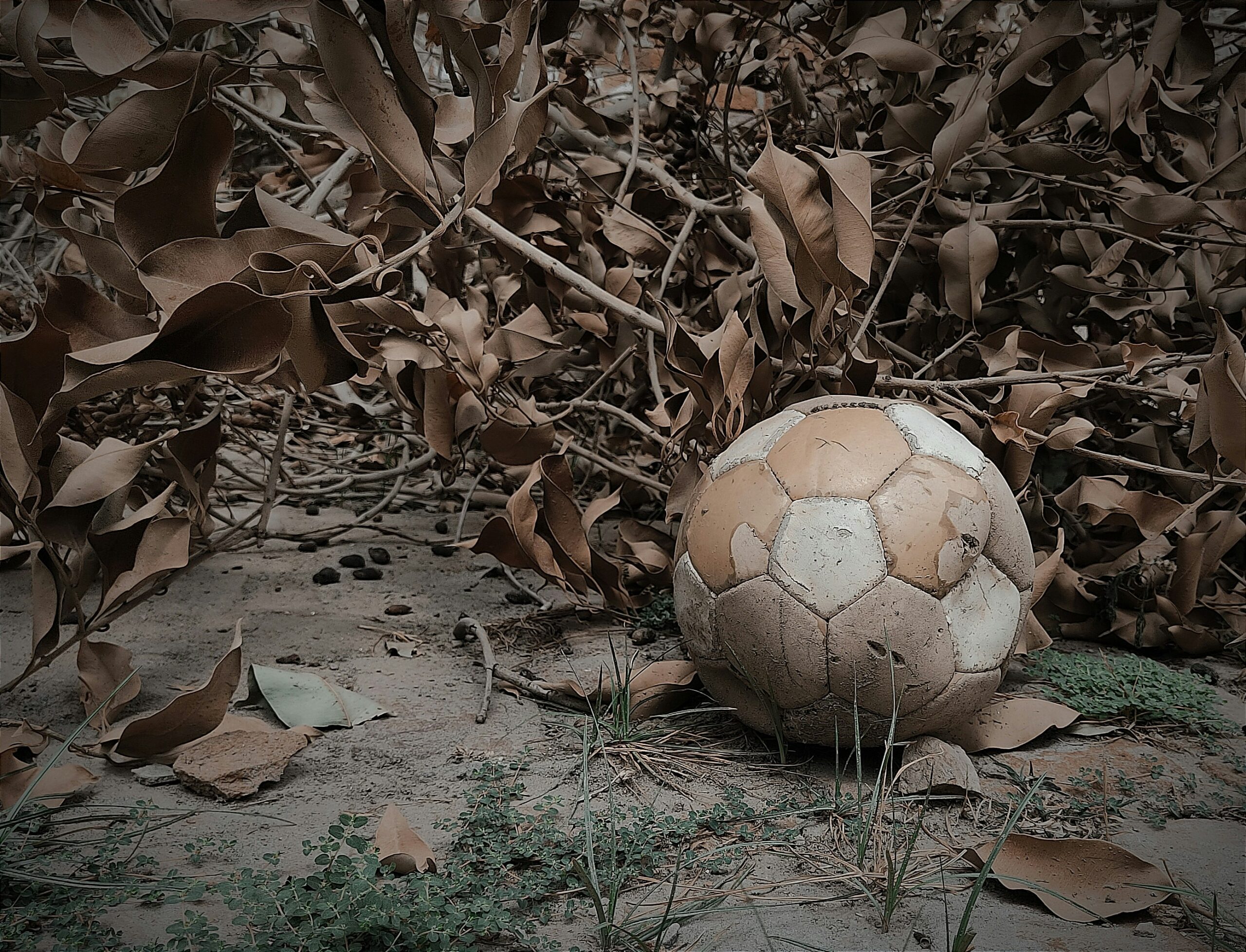 a soccer ball sitting on the ground surrounded by leaves